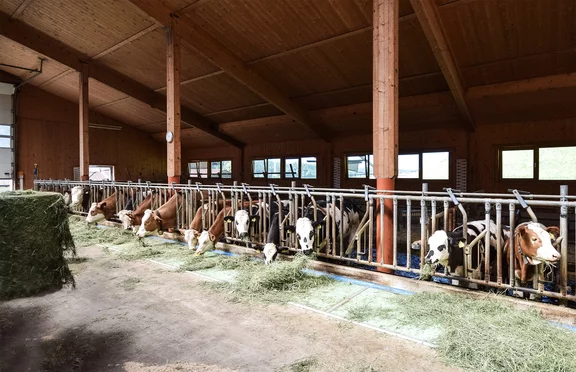Im Stall vom Paulinghof