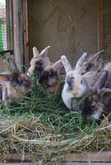 Unsere Kaninchen